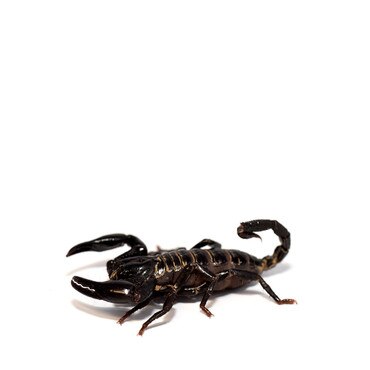 Giant Blue Forest Scorpion